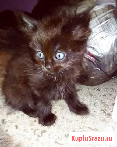 Котята от Шотландской кошки Краснодар - изображение 1