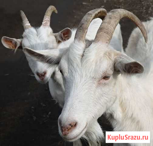 Продаю козочек Солнечногорск - изображение 1