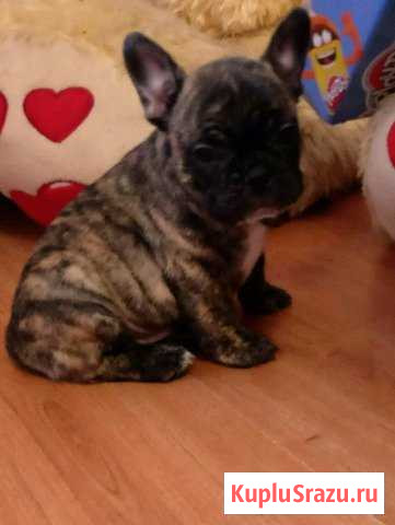 Щенки французкого бульдога Орехово-Зуево - изображение 1