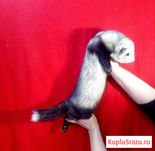 Хорьки от Фрязино Молосс Санкт-Петербург - изображение 1