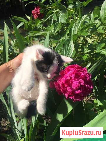 Котята в добрые руки Гулькевичи - изображение 1