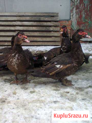 Коричневые,изумруд,с-голубые индоутки Ейск - изображение 1