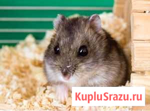 Джунгарики Сочи - изображение 1