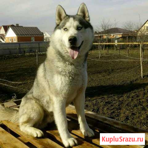 Сибирский хаски вязка Лабинск - изображение 1