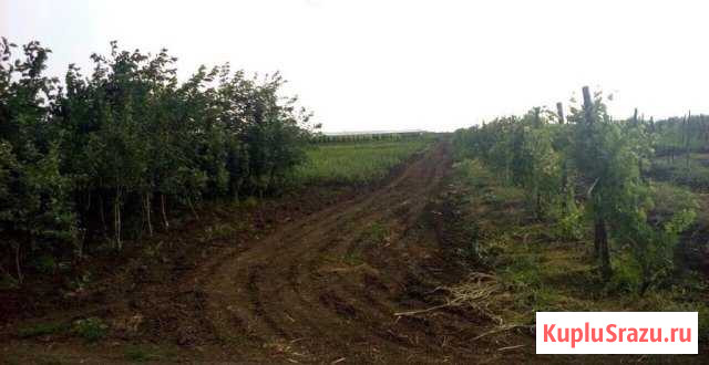 Сад, плодопитомник, огород 8 га (аренда и продажа) Октябрьская - изображение 1