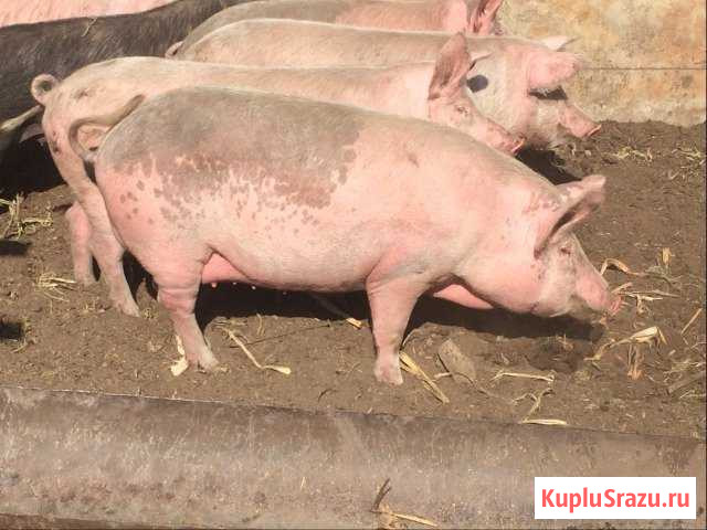 Свиней Каменск-Шахтинский - изображение 1
