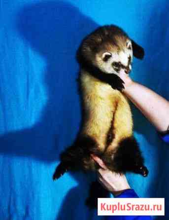 Медведики Санкт-Петербург