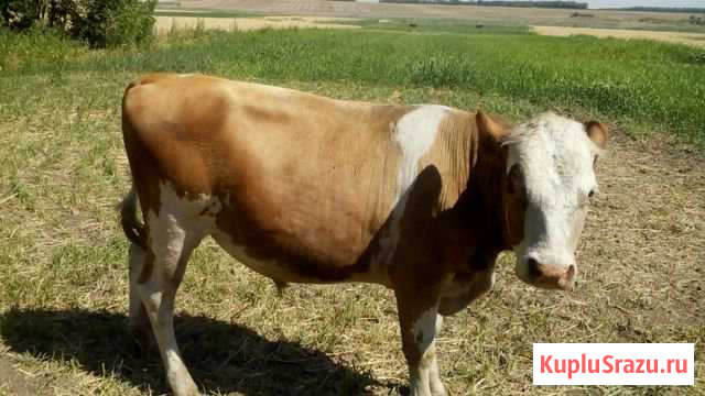 Бык Кущевская - изображение 1