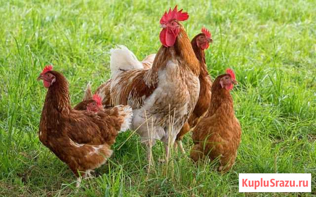 Куры Тбилисская - изображение 1