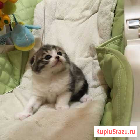 Шотландские котята Красноуральск - изображение 1