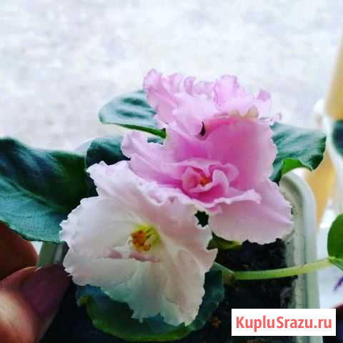 Фиалка Строитель - изображение 1