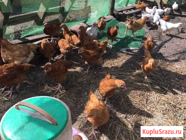 Курочки Зеленоградск - изображение 1