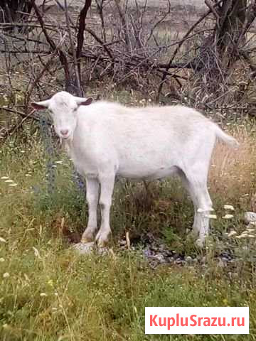 Козёл зааненский Сары-Тюз - изображение 1