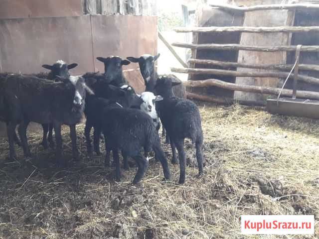 Бараны Овцы Дюртюли - изображение 1