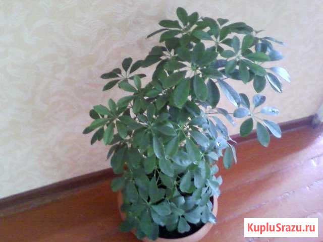 Продаю шеффлеру Новоалтайск - изображение 1