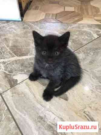 Котята шотландской вислоушки Хомутово