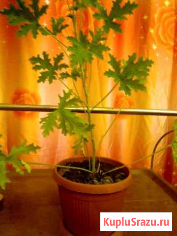 Пеларгония герань Усолье-Сибирское - изображение 1