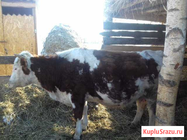 Корова Миасс - изображение 1