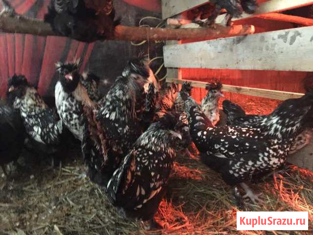 Куры павловские Уфа - изображение 1