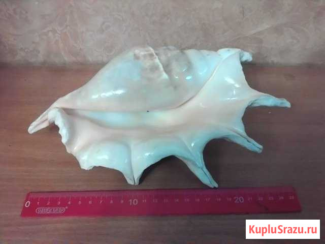 Скат, Рыба Еж, ракушки, кораллы Брянск - изображение 1