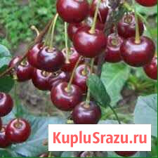 Вишня Муром - изображение 1