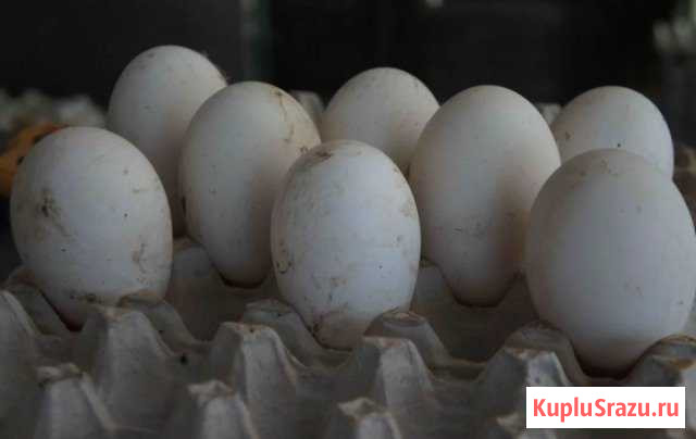 Домашнее куриное и утиное яйцо Нижняя Тура - изображение 1
