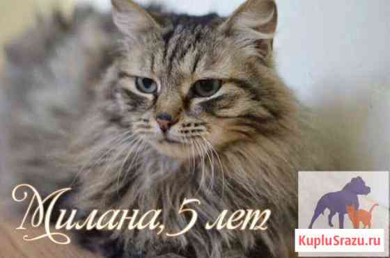 Скромная девочка Милана ищет Дом Первоуральск