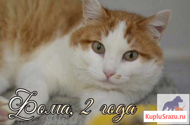 Очень ласковый Фома ждёт свою Семью Первоуральск - изображение 1