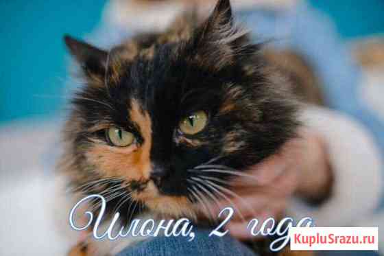 Трёхцветная красотка Илона Первоуральск