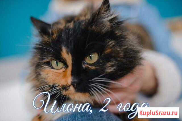 Трёхцветная красотка Илона Первоуральск - изображение 1