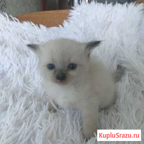 Отдам котят в хорошие руки Сатка - изображение 1