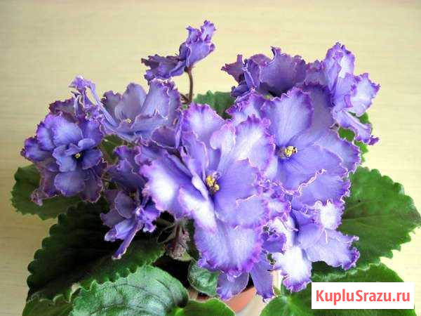 Фиалка сортовая Blue Dragon Магнитогорск - изображение 1