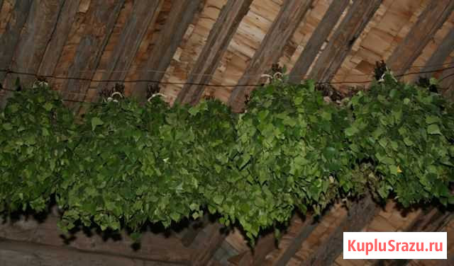 Веники берёзовые Тихвин - изображение 1