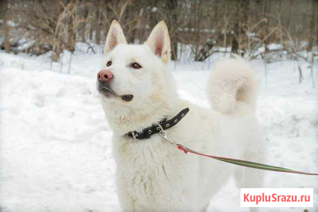 Собака Лаголово - изображение 1