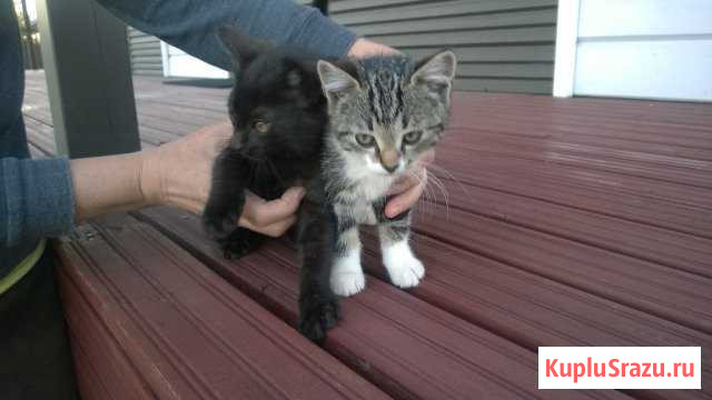 Активные котята ищут хозяев Коммунар - изображение 1