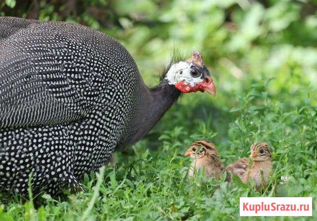 Цесарята французские бройлерные Луга - изображение 1