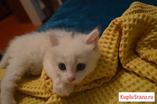 Котята Майкоп - изображение 1