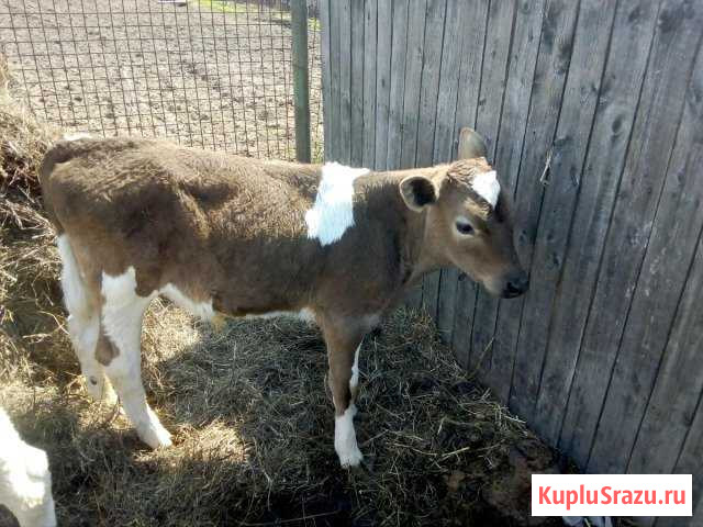 Продам бычка Белогорск - изображение 1