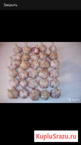 Чеснок Белово - изображение 1