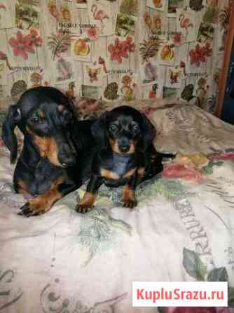 Продажа щенки таксы Кемерово