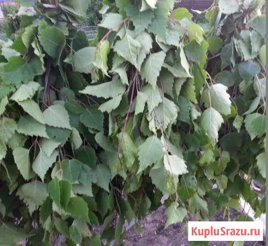 Березовые веники для бани Прокопьевск - изображение 1