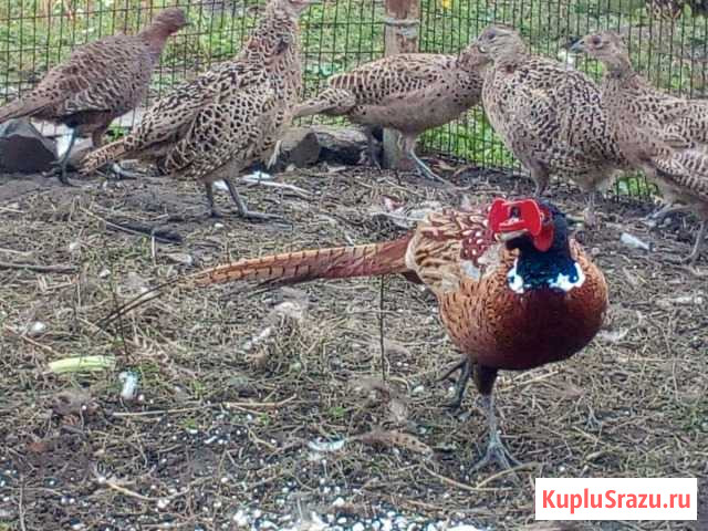 Фазан охотничий Омск - изображение 1