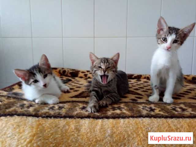 Котята в добрые руки Петушки - изображение 1