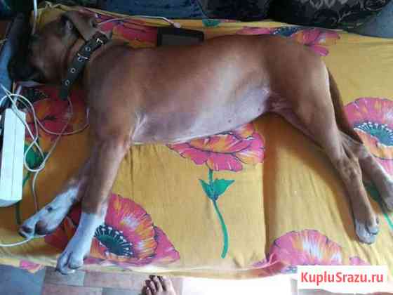 Продам стаффа девочку Кемерово