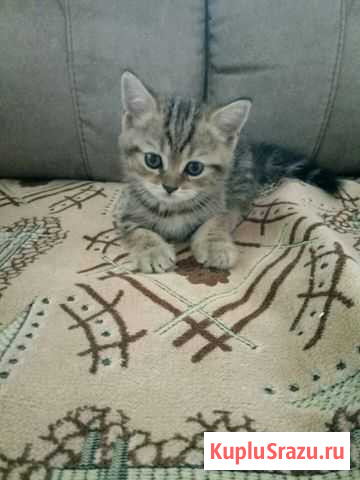 Котята шотландские Новокузнецк - изображение 1