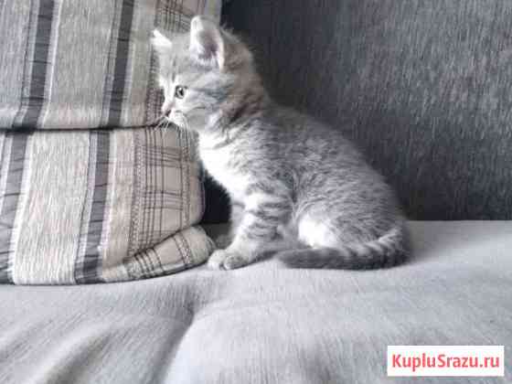 Милый, добрый, хороший Котенок Кулунда