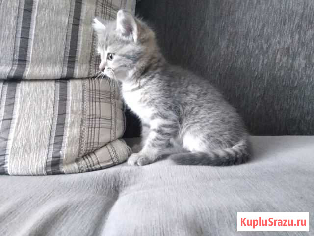 Милый, добрый, хороший Котенок Кулунда - изображение 1
