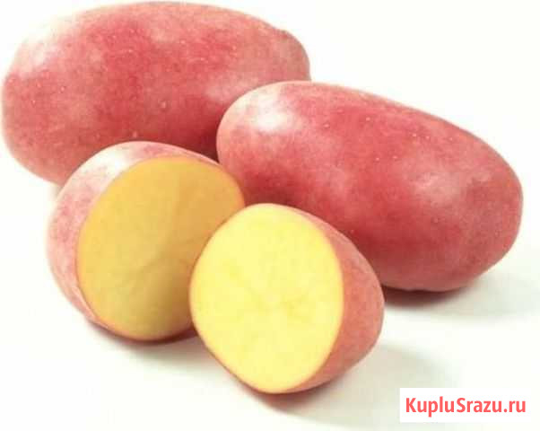 Красный картофель Архангельск - изображение 1