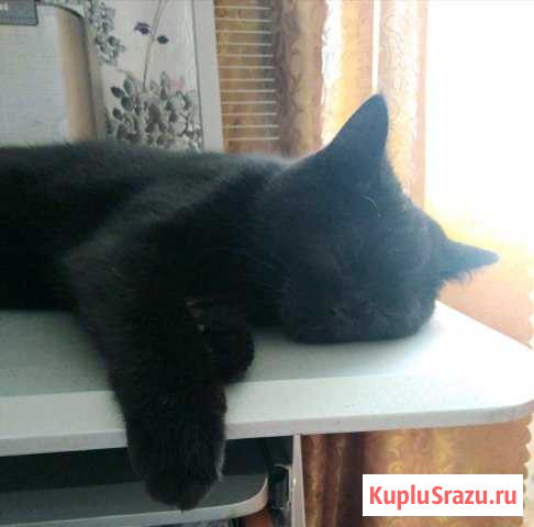 Отдам кошечку Кумертау - изображение 1