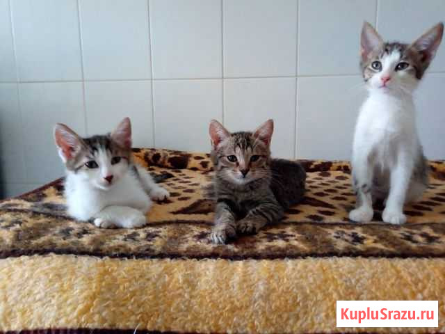 Умненькие красивые котята в добрые руки Петушки - изображение 1